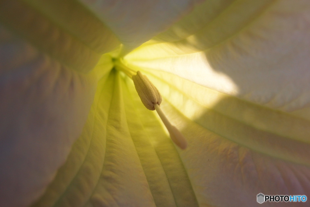 道端に咲く花