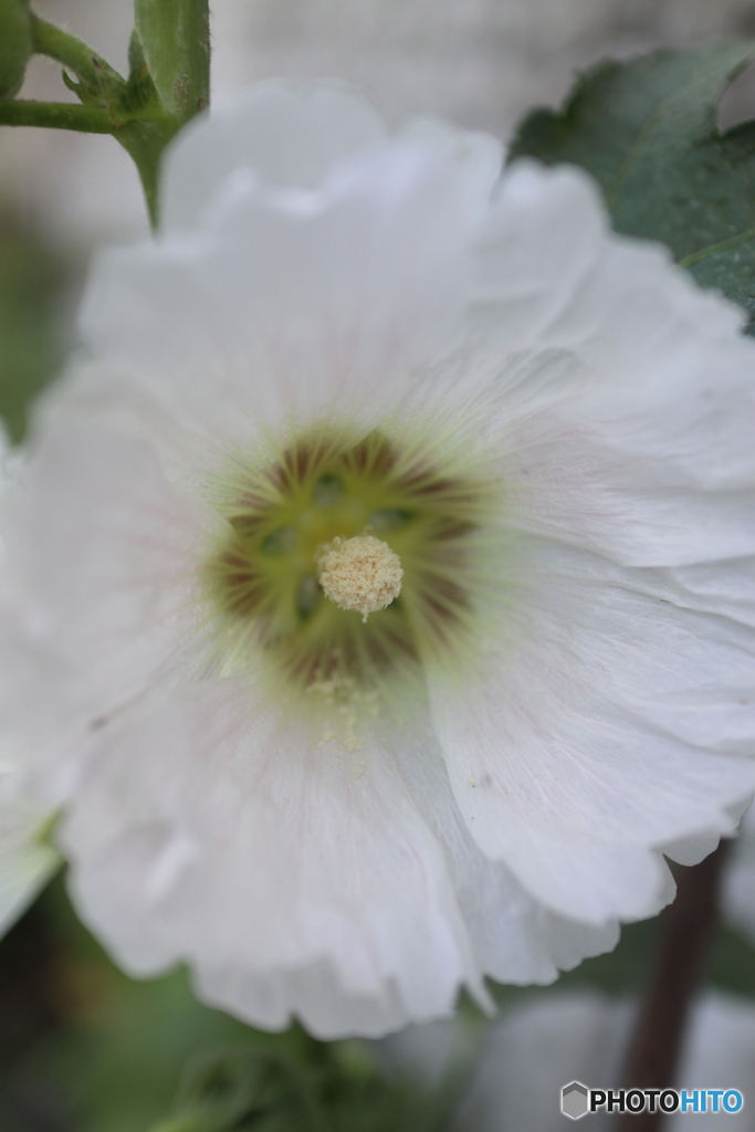 道端に咲く花