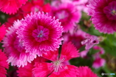 道端に咲く花