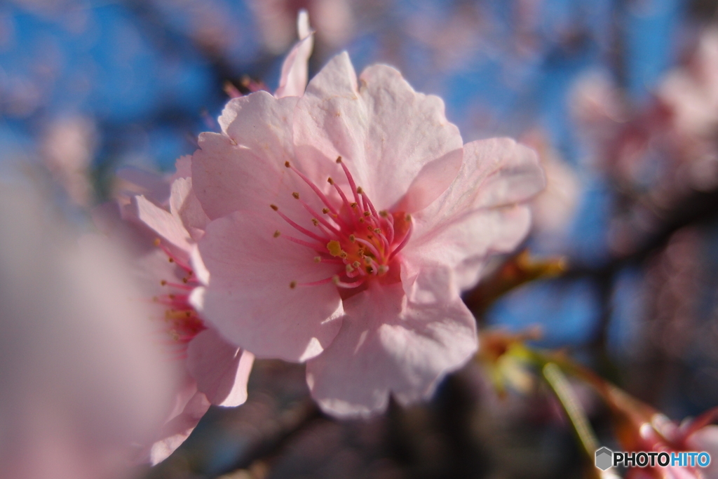 道端に咲く花