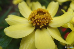 道端に咲く花