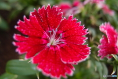 道端に咲く花