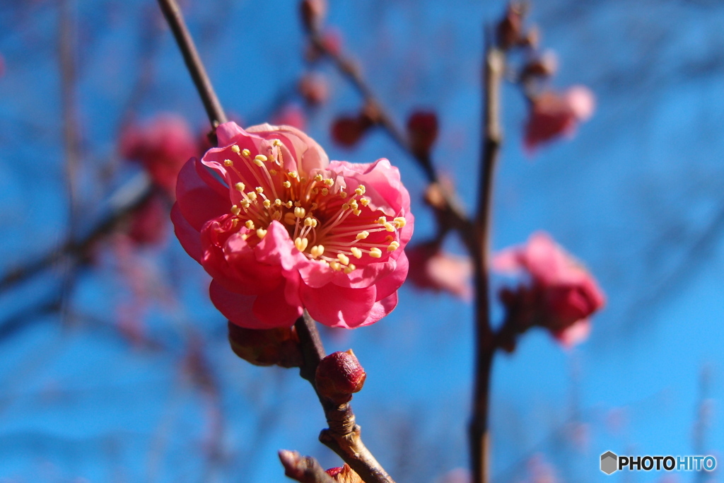梅の花
