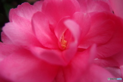 道端に咲く花
