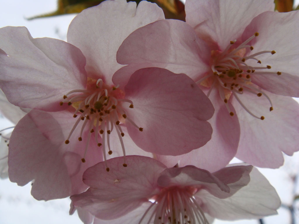 桜