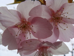 桜