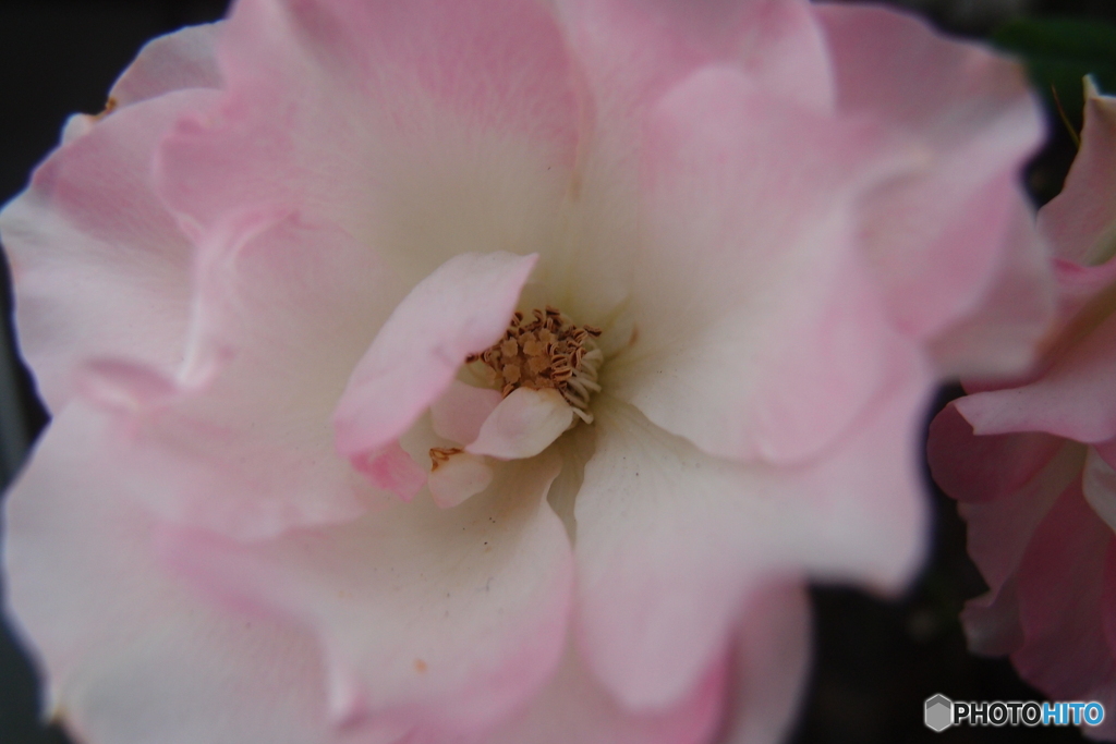 道端に咲く花