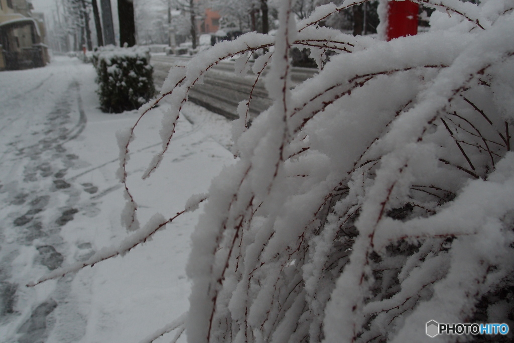 東京・雪