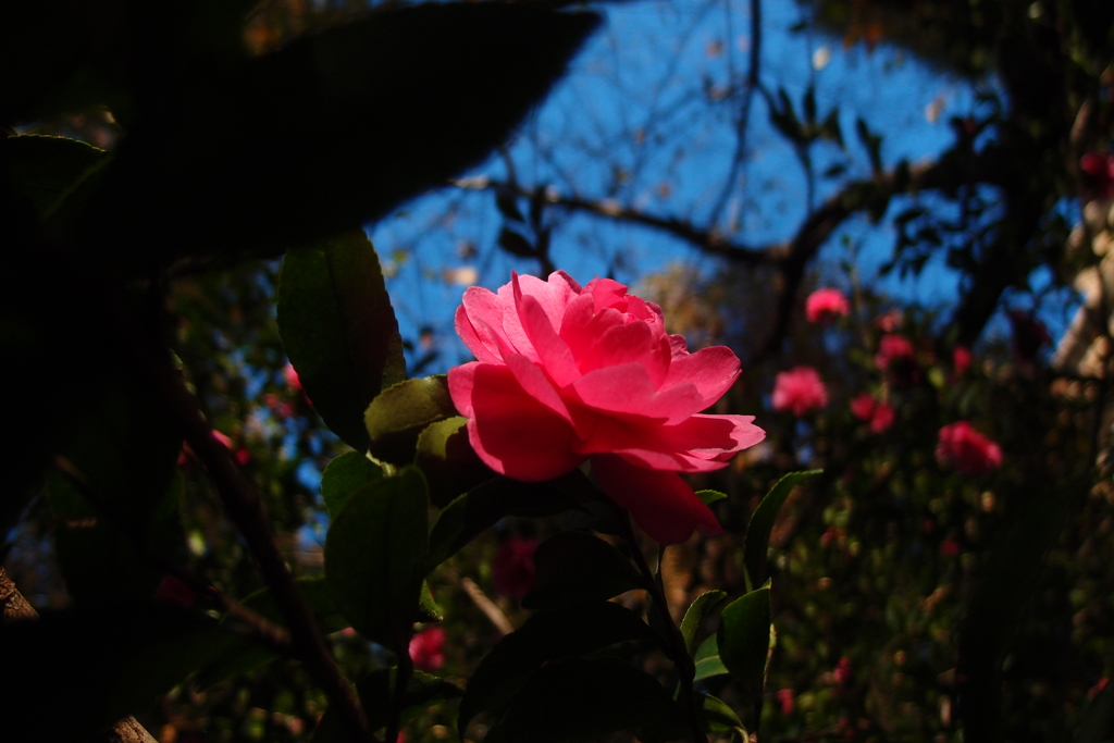 道端に咲く花