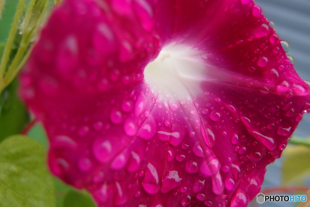 道端に咲く花