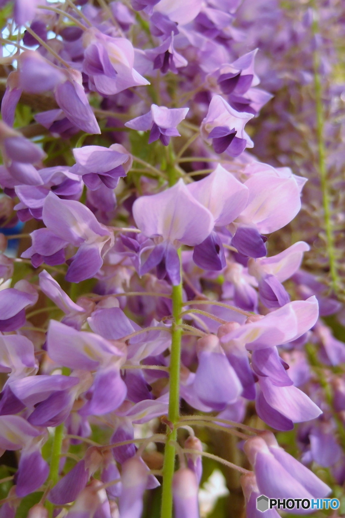 道端に咲く花