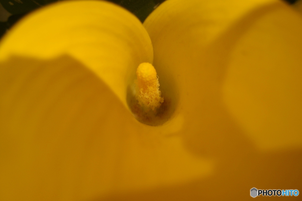 道端に咲く花