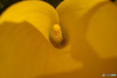 道端に咲く花
