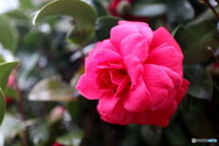 道端に咲く花