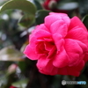 道端に咲く花