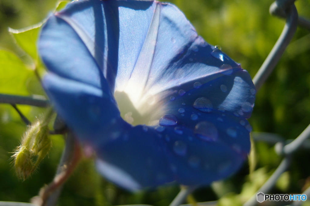 道端に咲く花