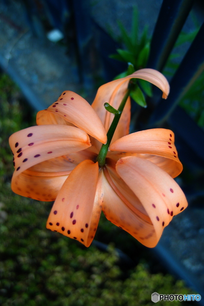 道端に咲く花