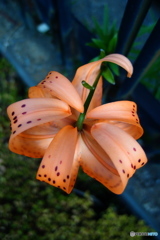 道端に咲く花