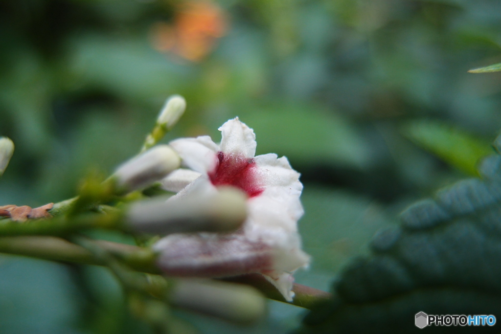 道端に咲く花