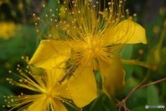 道端に咲く花