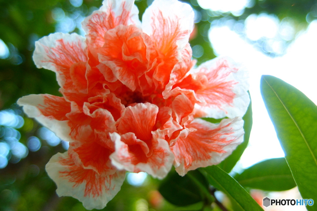 道端に咲く花