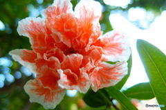 道端に咲く花