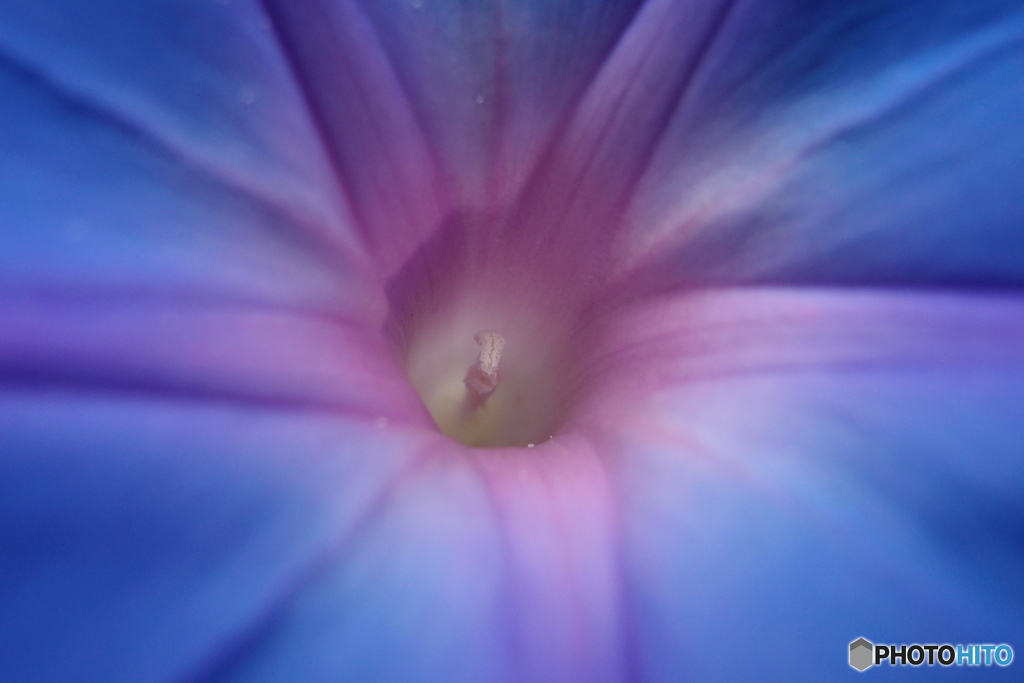 道端に咲く花