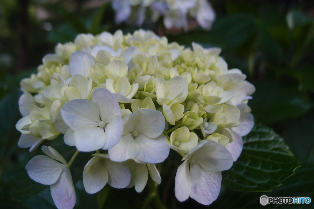 道端に咲く花