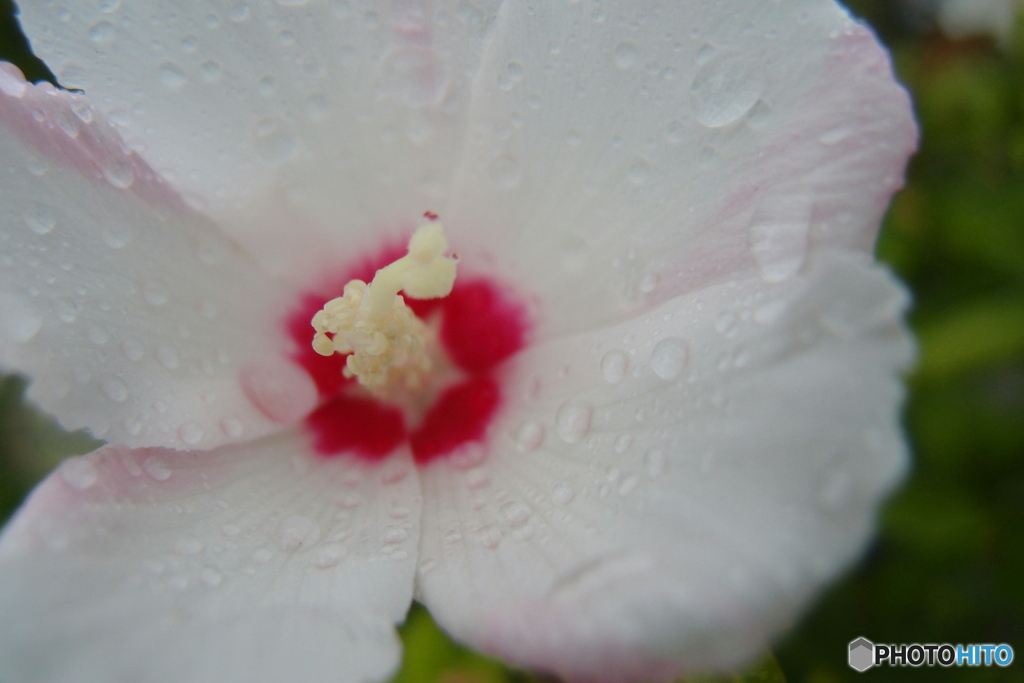 道端に咲く花
