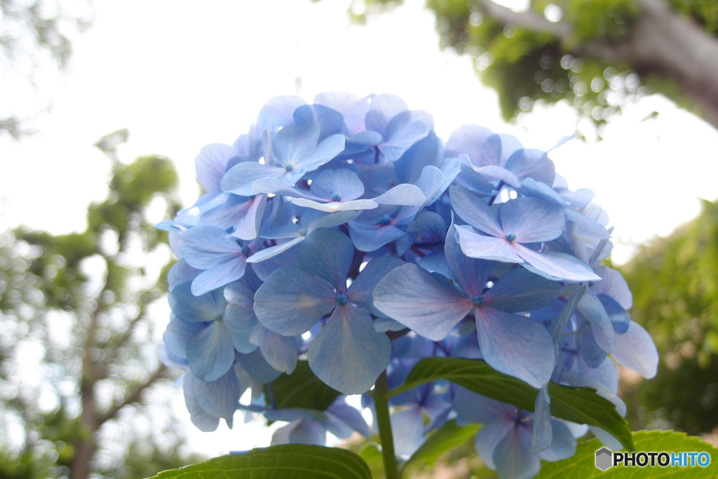 道端に咲く花