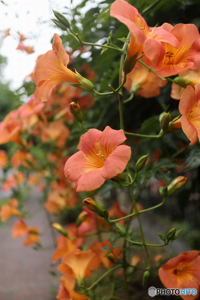 道端に咲く花