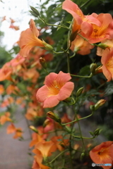 道端に咲く花
