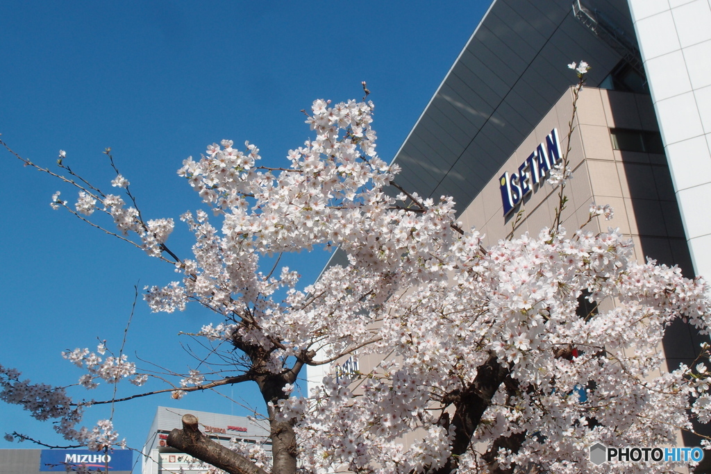 桜
