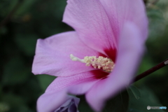 道端に咲く花