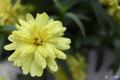道端に咲く花