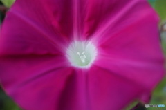 道端に咲く花