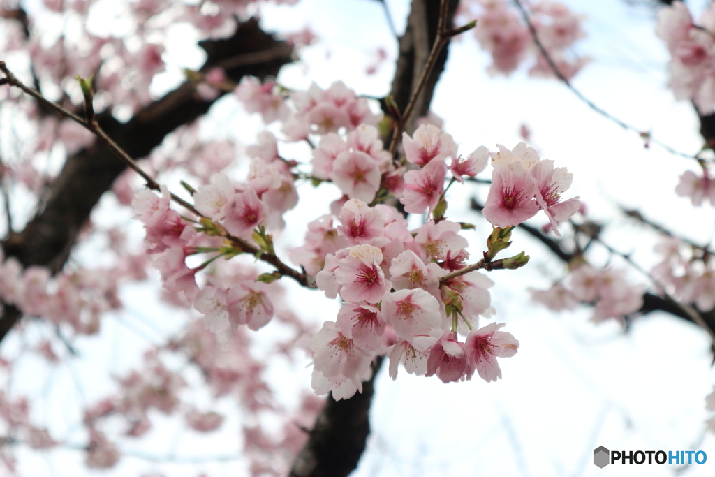 道端に咲く花