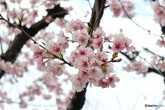 道端に咲く花