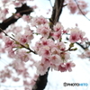 道端に咲く花