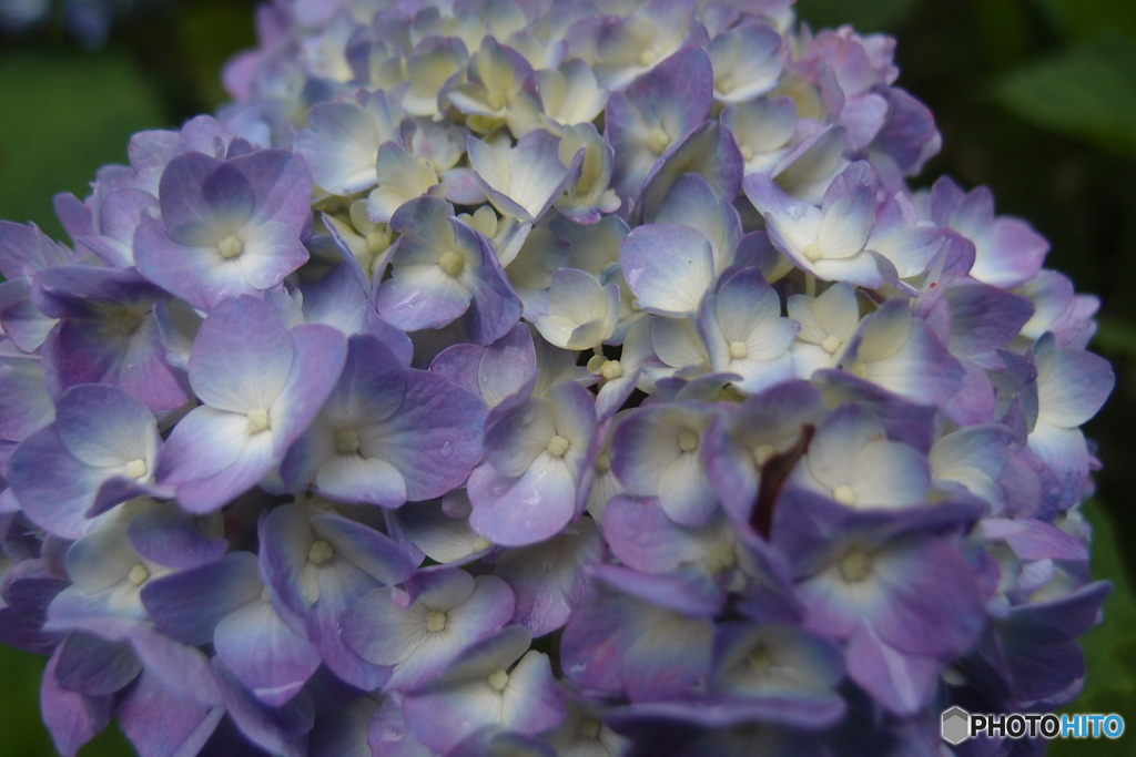 道端に咲く花