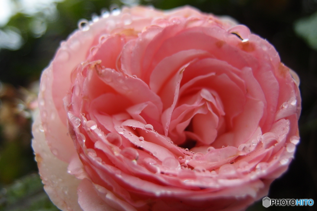 道端に咲く花
