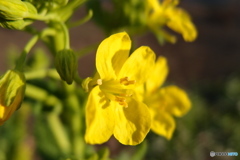 道端に咲く花