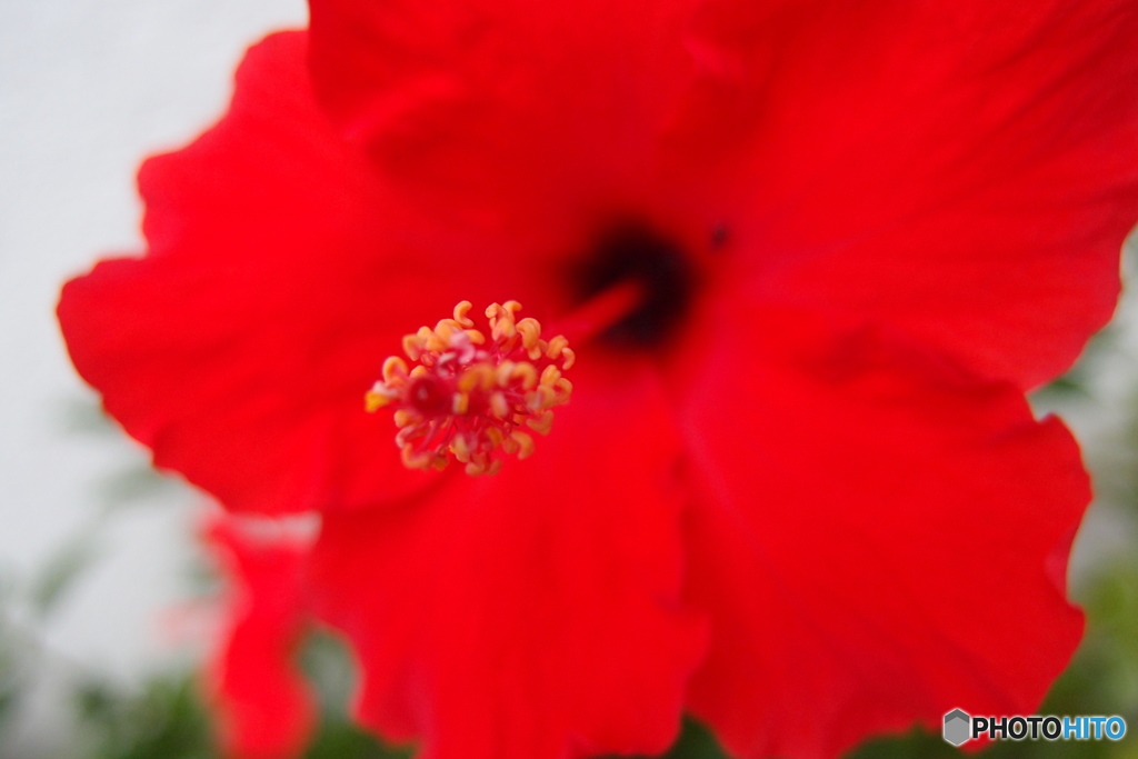 道端に咲く花
