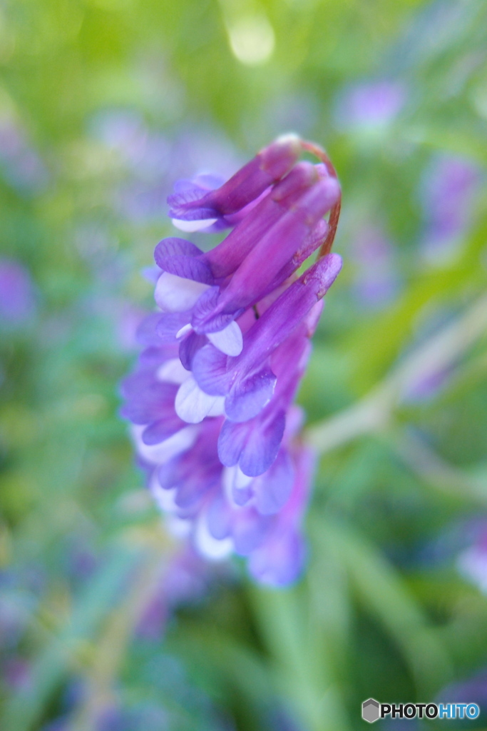 道端に咲く花