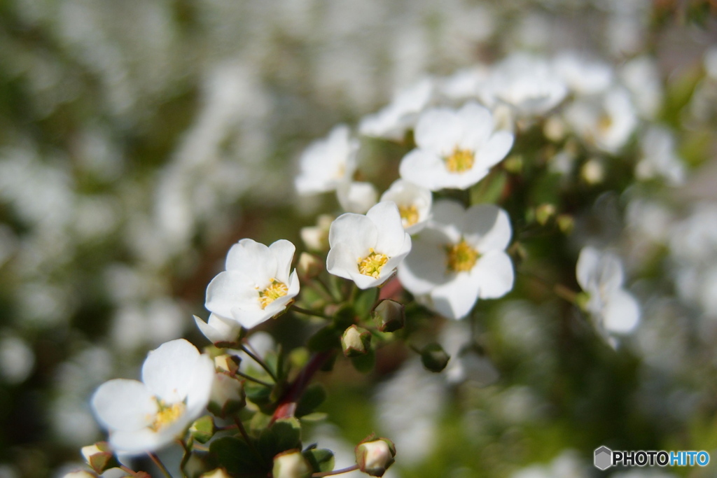 道端に咲く花