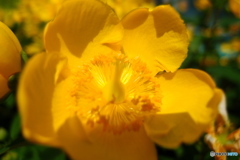 道端に咲く花