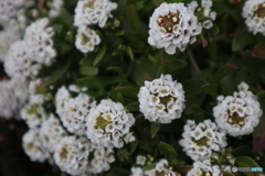 道端に咲く花