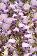 道端に咲く花