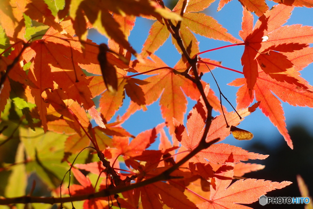 紅葉