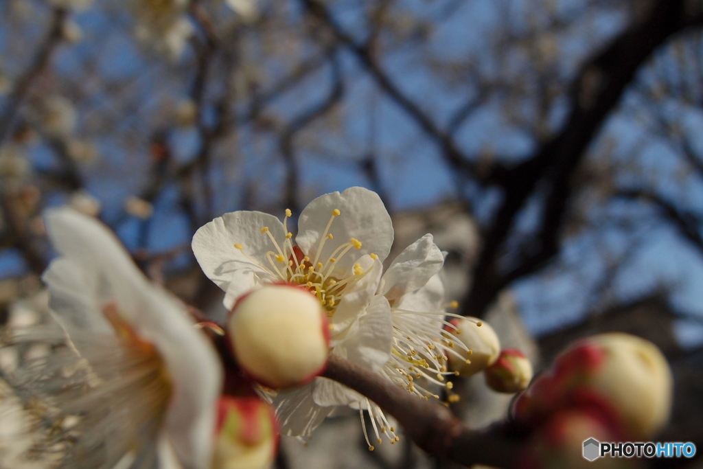 道端に咲く花